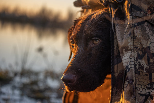 These hunting companions are more than just tools, they're family.