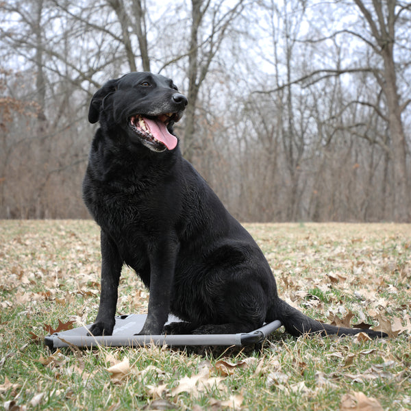 Momarsh kennel shop cot