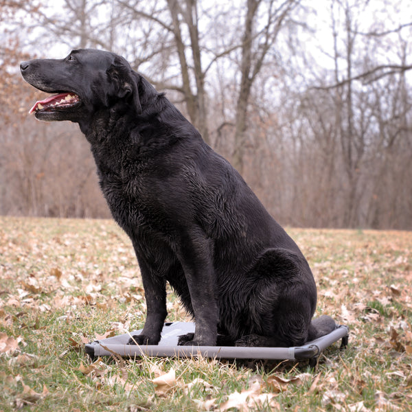 Kennel cot hot sale